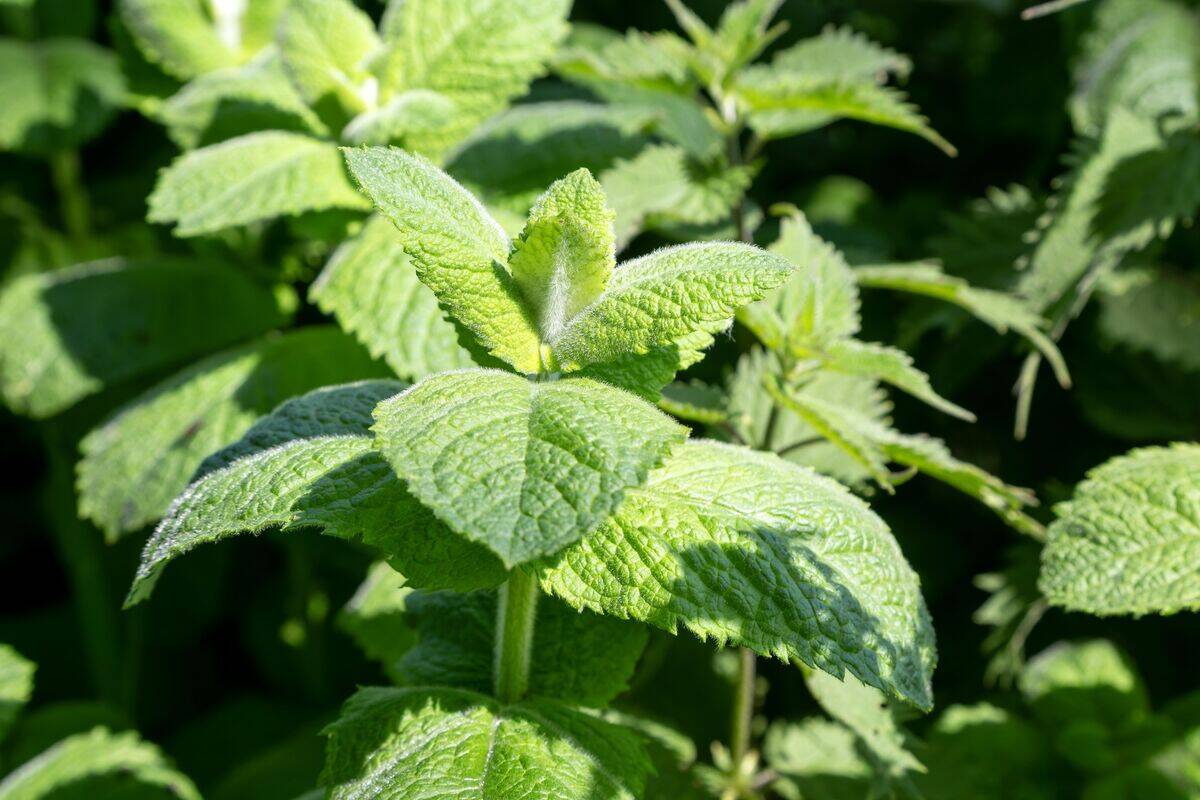 Close up of leaves of spearmint plant, 'mentha spicata' , Suffolk, England, UK