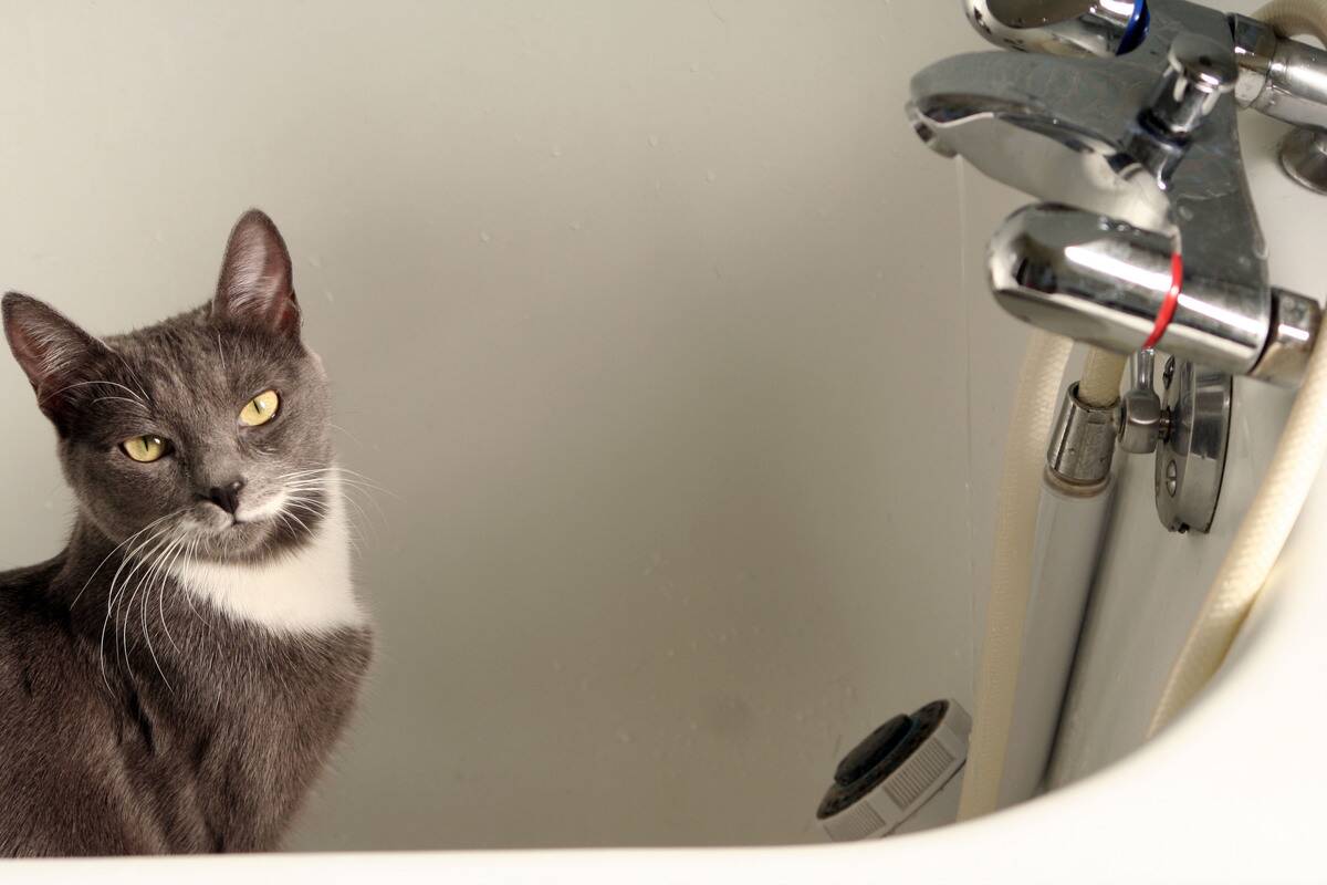 Domestic Cat