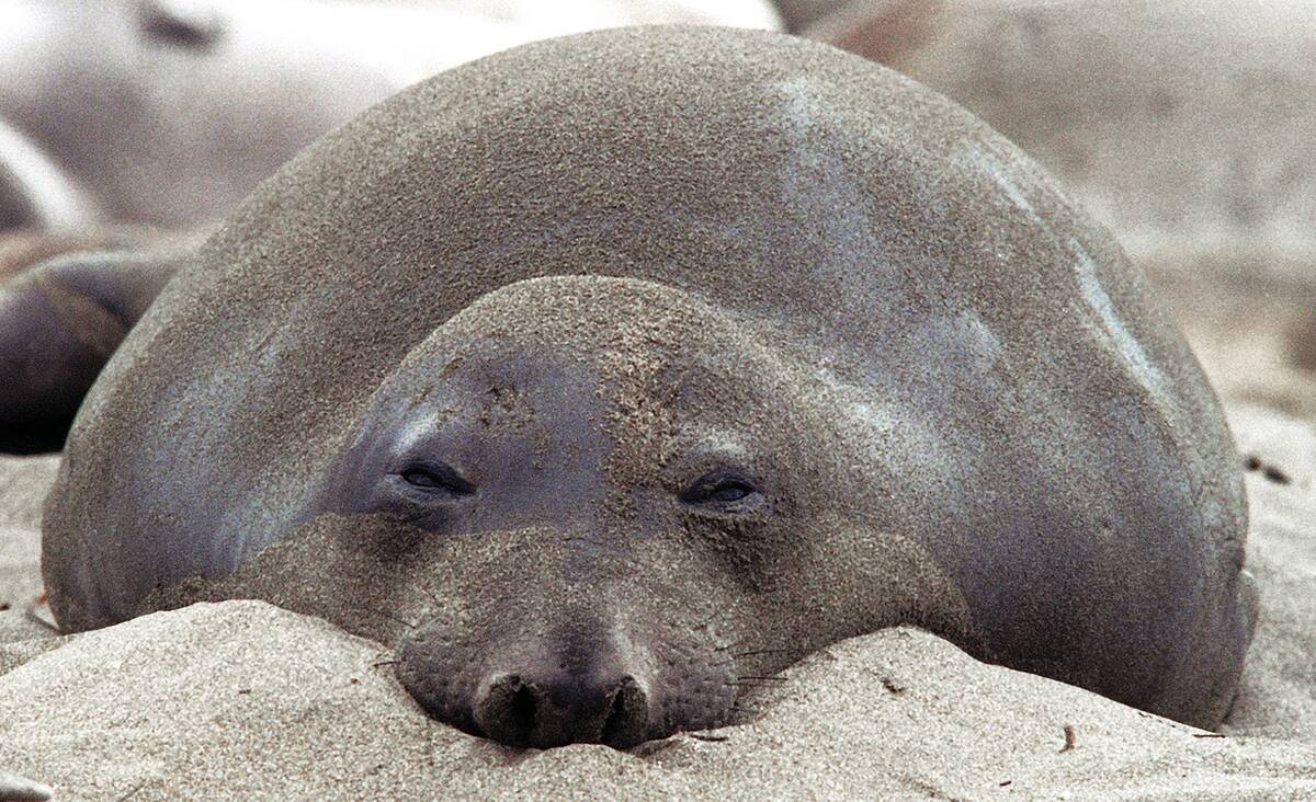 Elephant Seal On California Beach