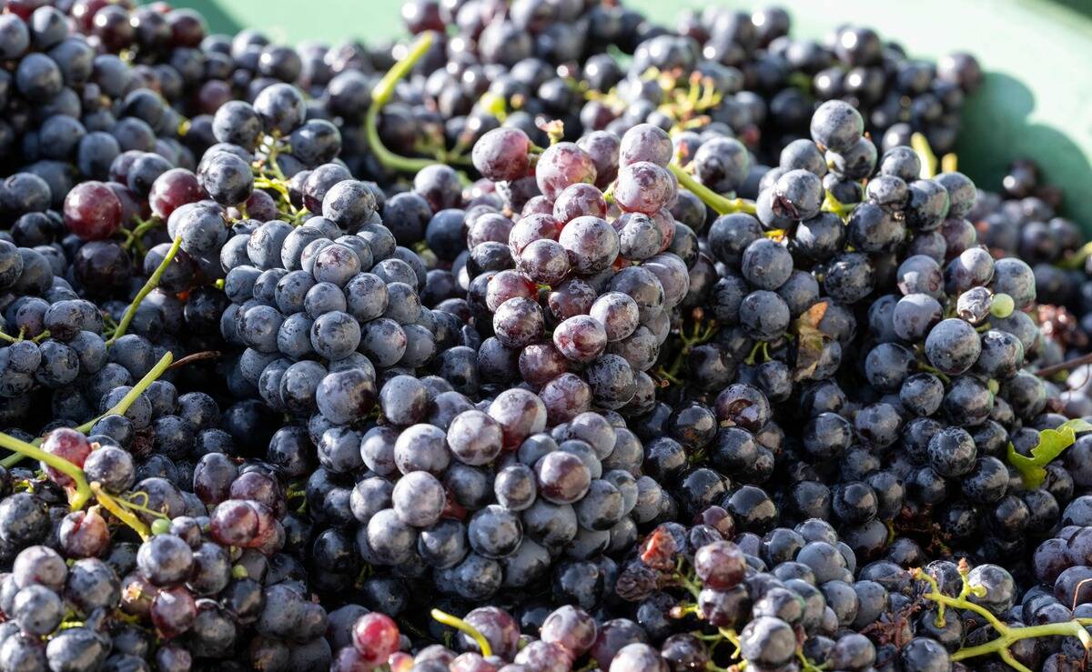 GERMANY-AGRICULTURE-VITICULTURE-GRAPE-HARVEST