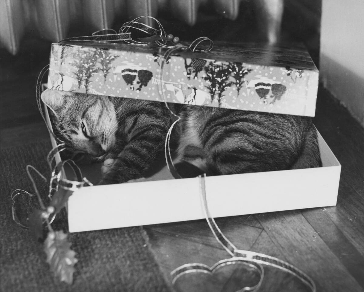 Gift Wrapped Tabby Cat