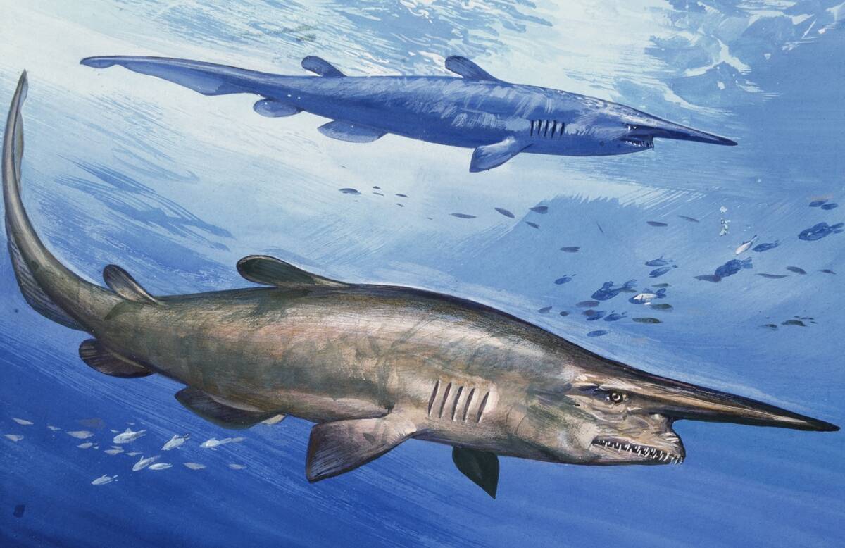 Goblin Shark, Mitsukurinidae