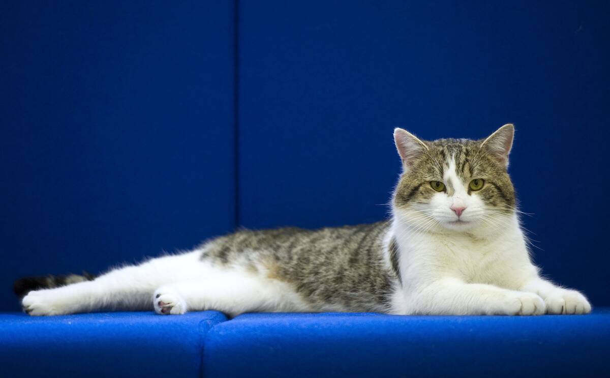 Larry The New Downing Street Cat Arrives At His New Home