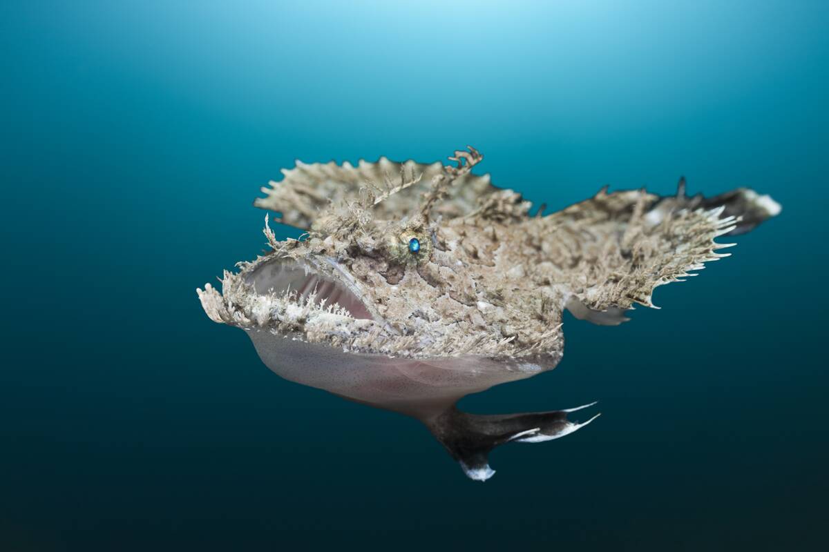 Short-spined Anglerfish, Lophius budegassa, Cap de Creus, Costa Brava, Spain