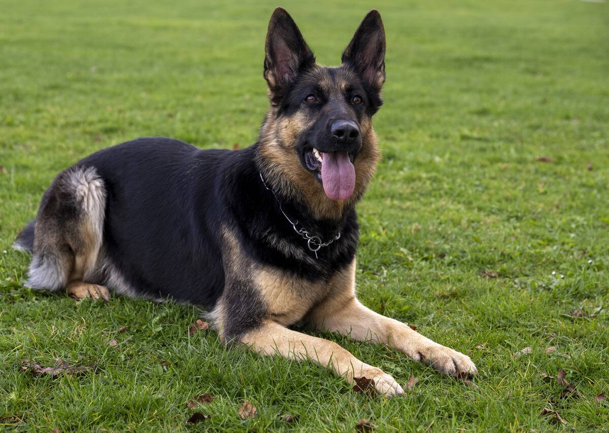 125 years of the German Shepherd Dog