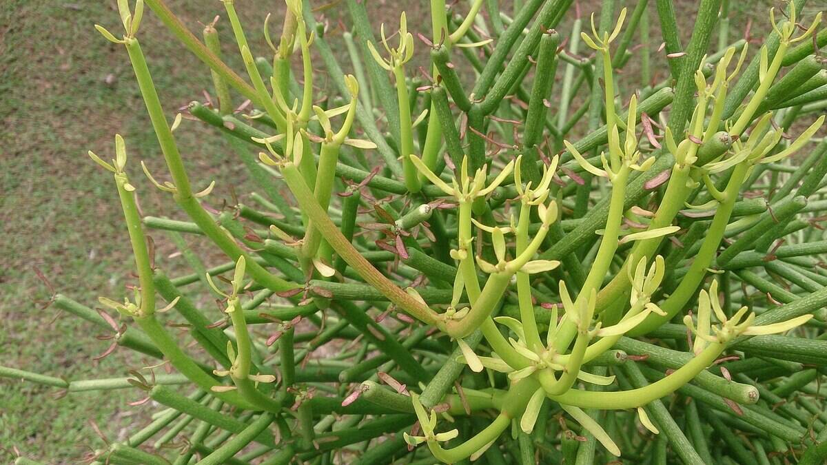 1600px-Pencil_Tree_(Euphorbia_tirucalli)_1