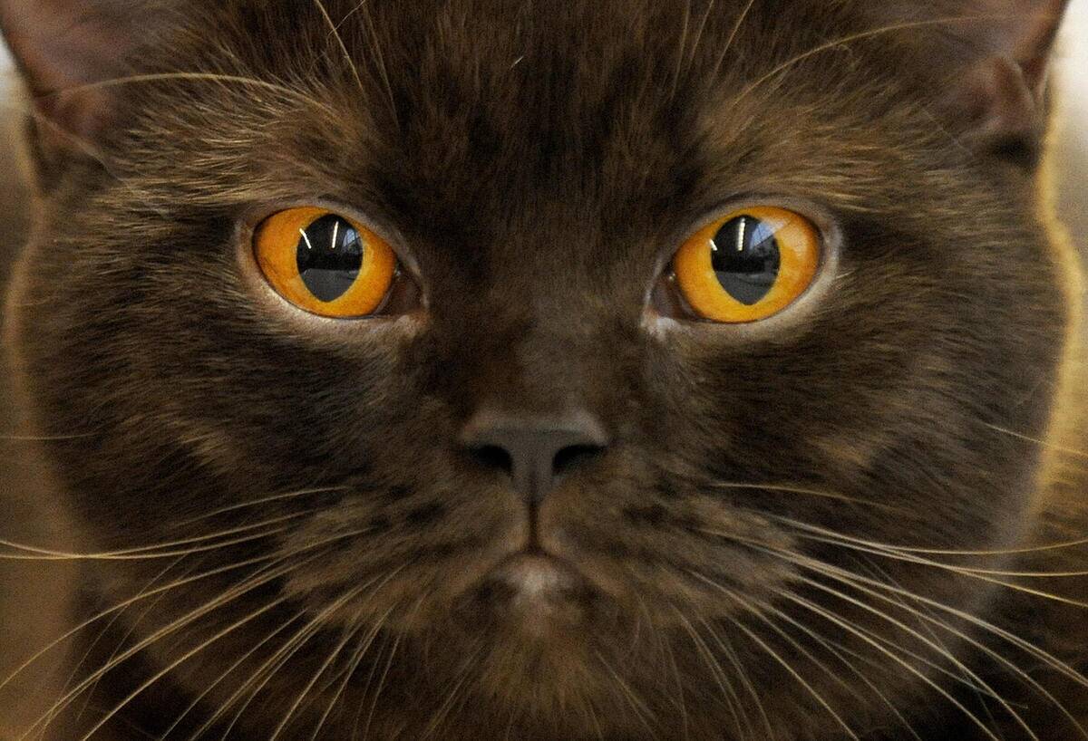 A Burmese cat is presented on July 25, 2