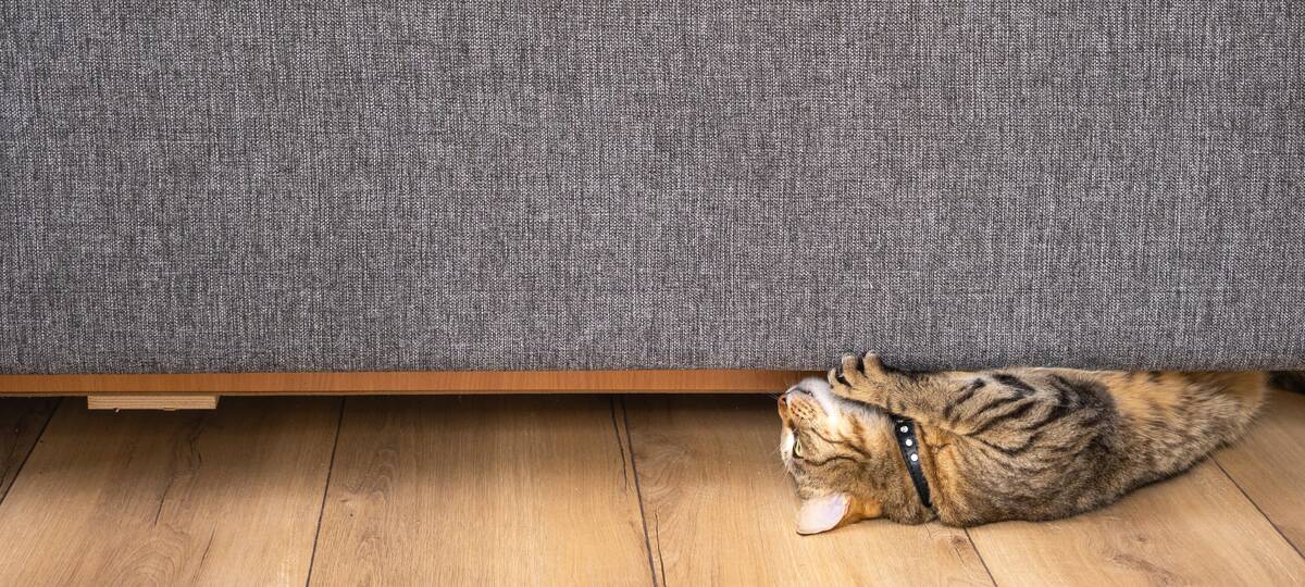 a-domestic-cat-sharpens-its-claws-on-a-sofa-pet-s-2024-11-01-13-55-16-utc