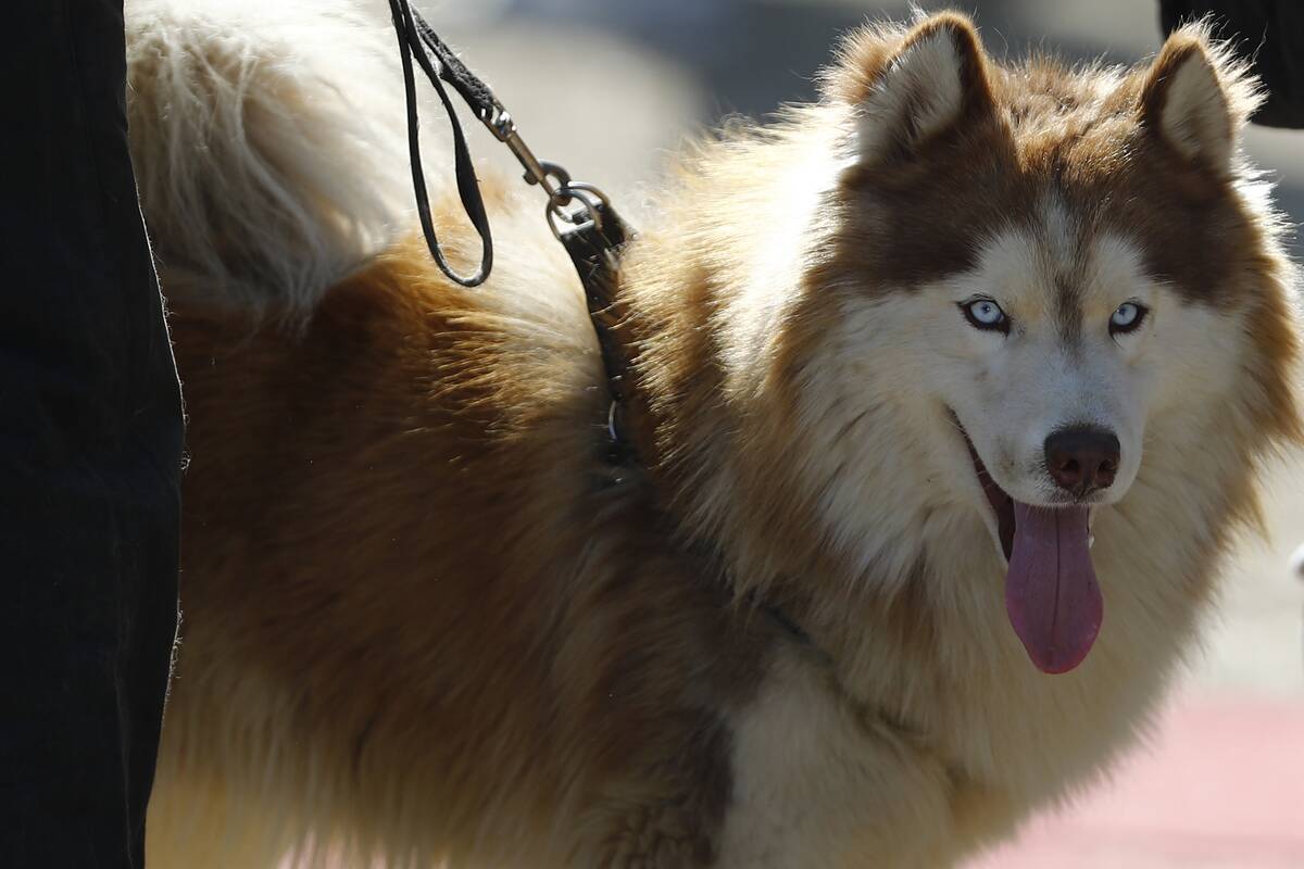 A Siberian Huskey and its owner participate in the 3rd BAIRO...