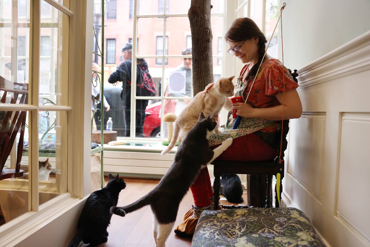 After more than two years, cats finally find sanctuary on Beacon Hill