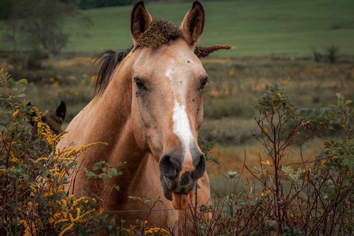 horse-with-its-tongue-out-2023-11-27-05-24-14-utc