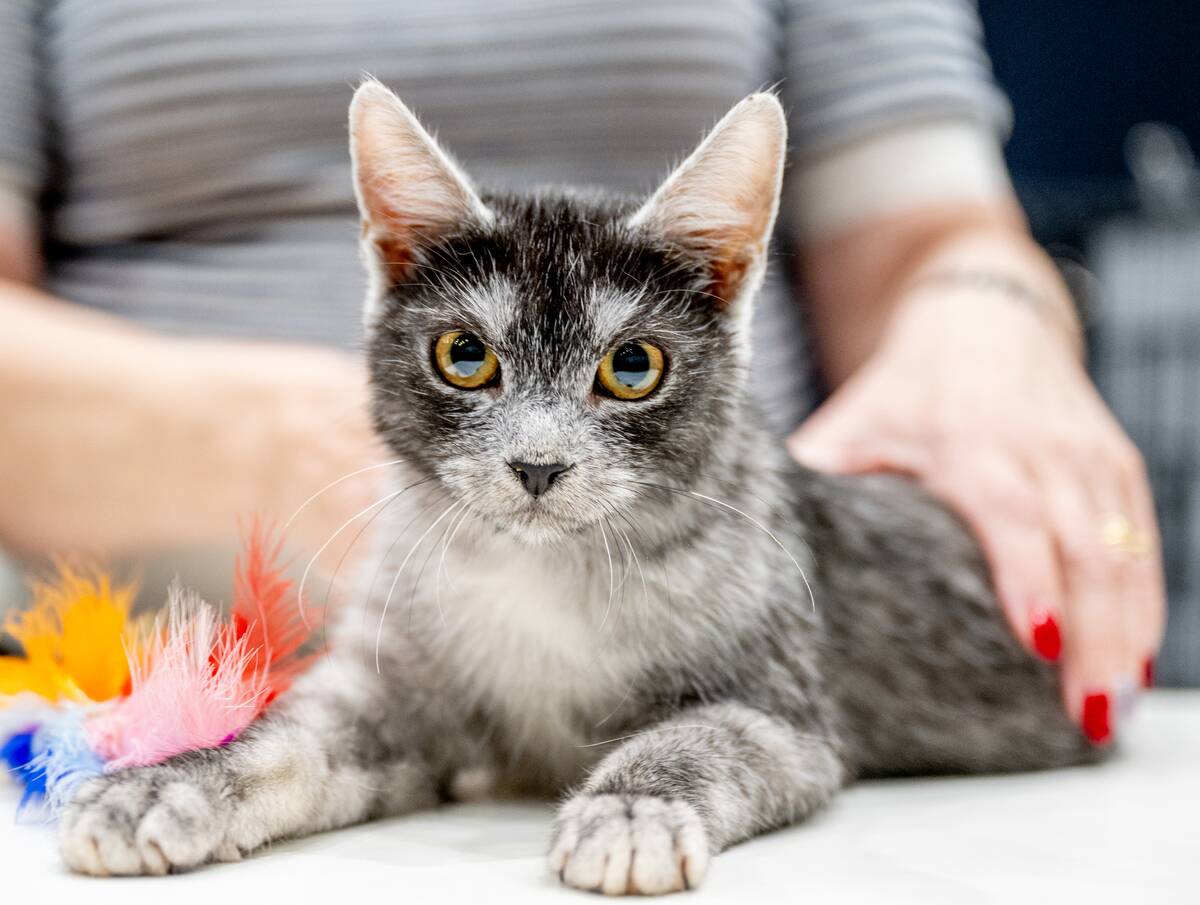 Liverpool Cat Extravaganza & Rescue Awareness Event By Loving Cats Worldwide