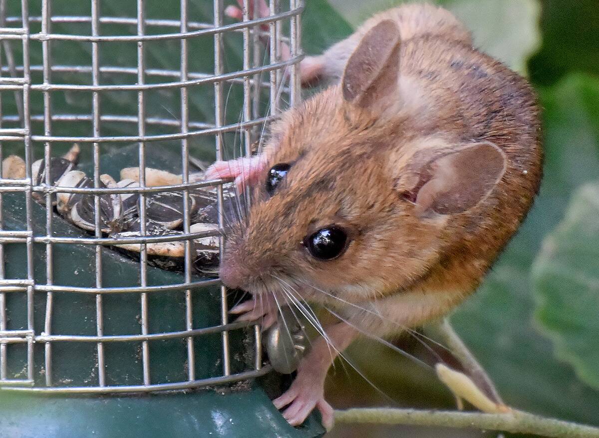 Mouse eats bird food