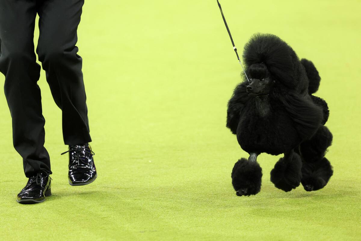 US-LIFESTYLE-ANIMAL-DOG