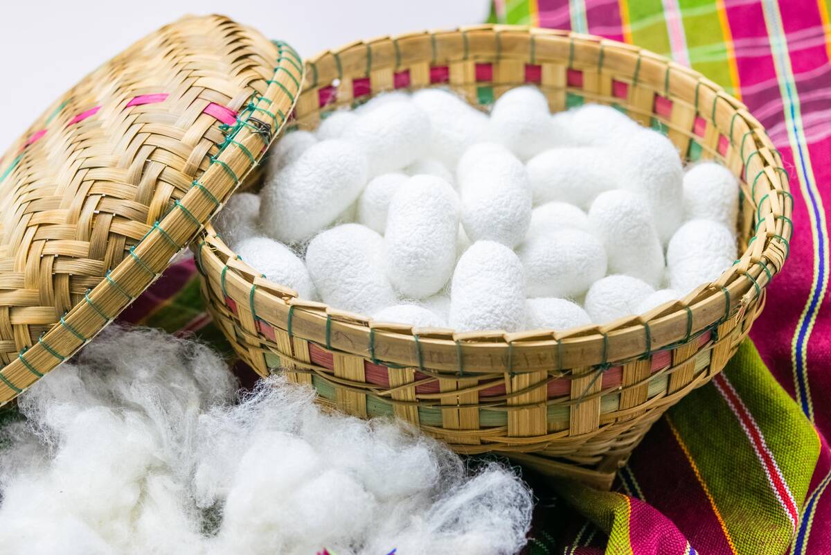 white-silk-cocoon-silky-fiber-2025-01-29-01-44-57-utc