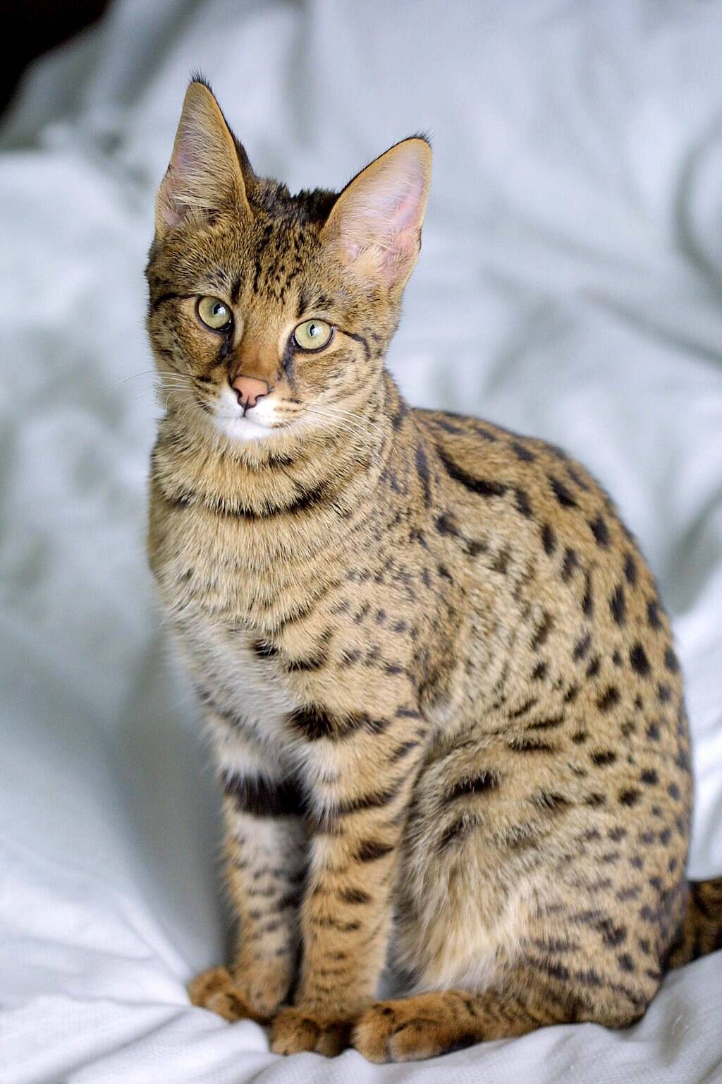 1024px-Savannah_Cat_portrait