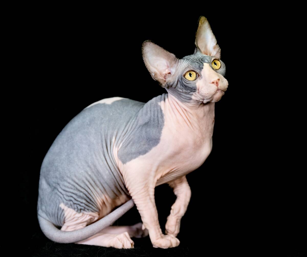 Coventry & Leicester Cat Club