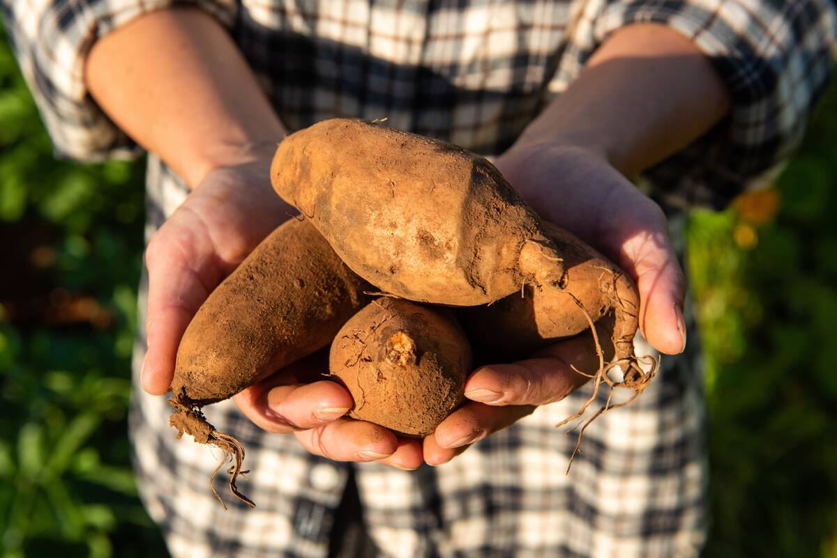 female-hands-holding-organic-sweet-potato-2024-10-17-12-57-11-utc