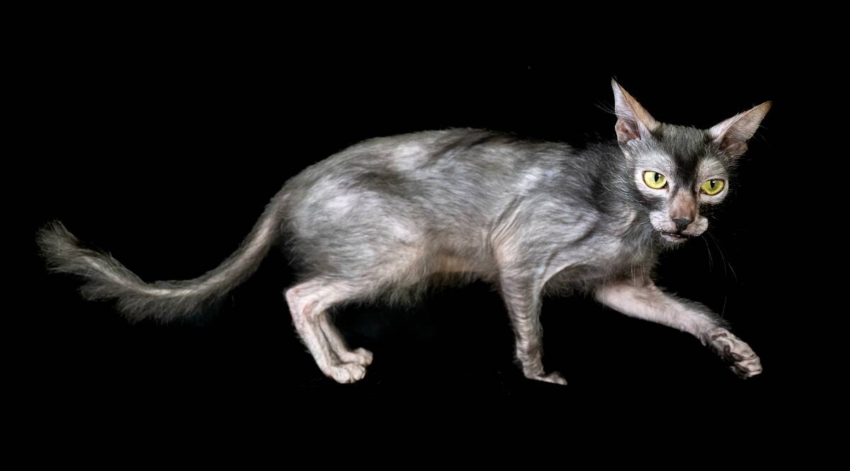 GCCF Shropshire Cat Show