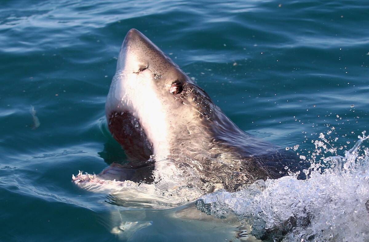 Great White Sharks in South Africa