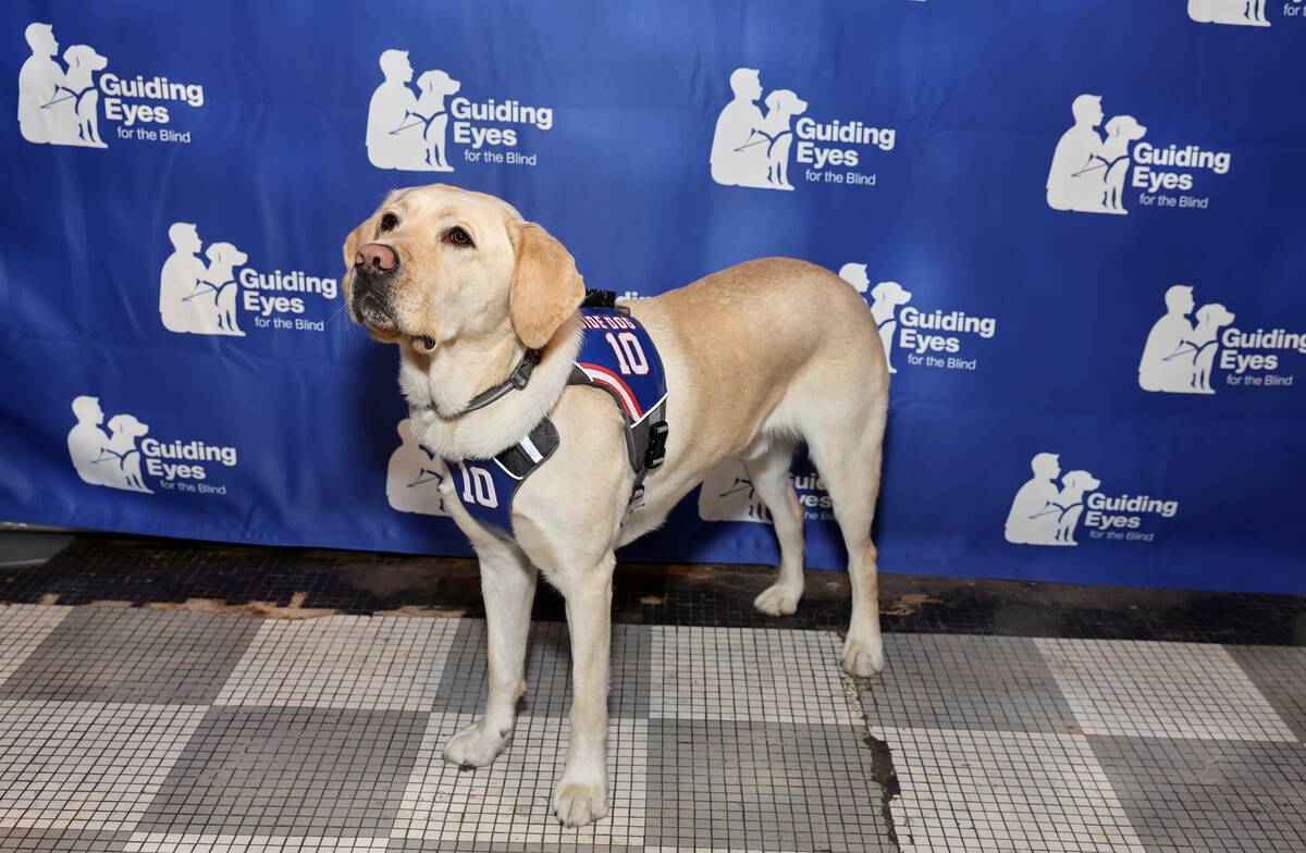 Guiding Eyes For The Blind Celebrate One Year Guide Dog Birthday