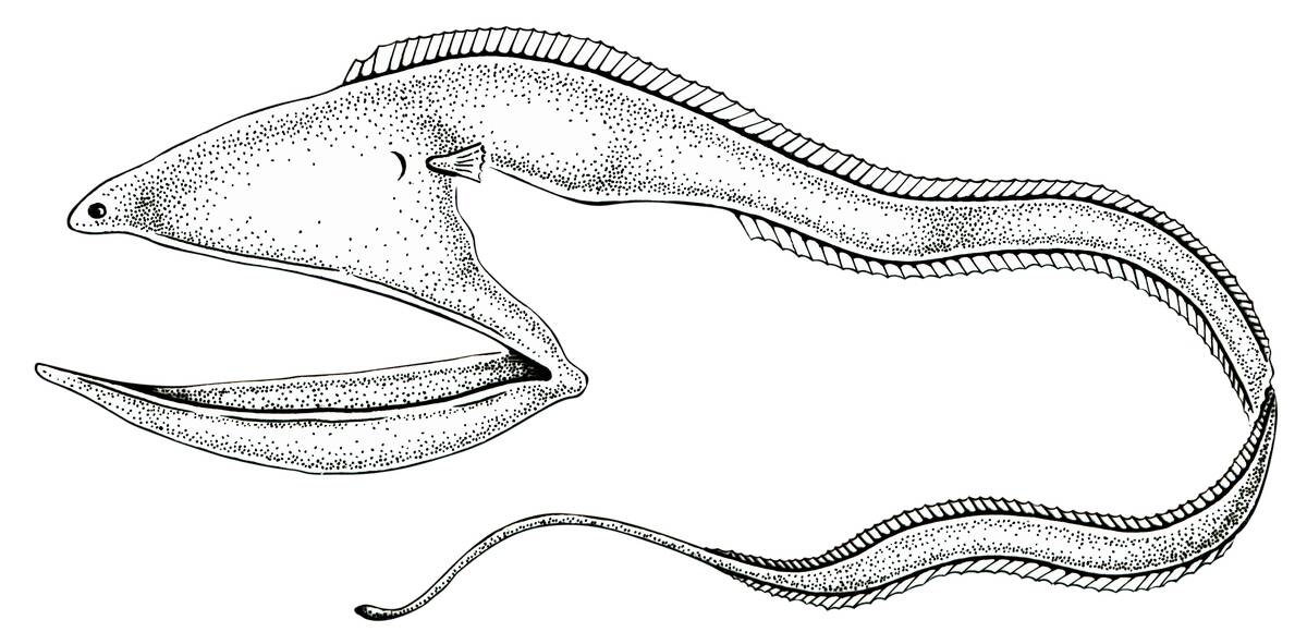 Gulper Eel
