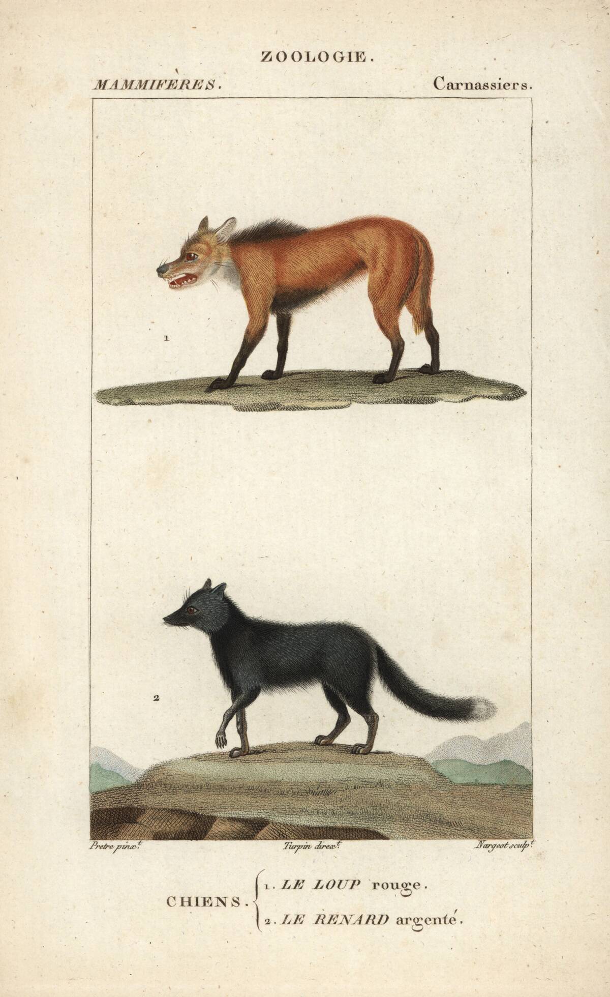Red wolf and silver fox from Frederic Cuvier's 'Dictionary of Natural Science: Mammals,' Paris, 1816
