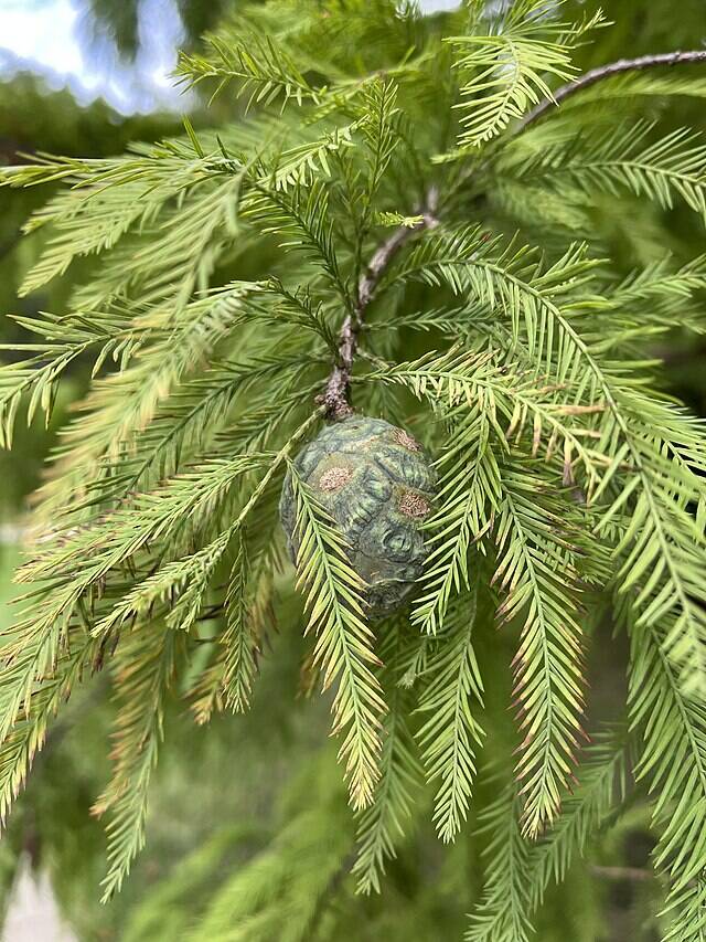 Bald_cypress_cone