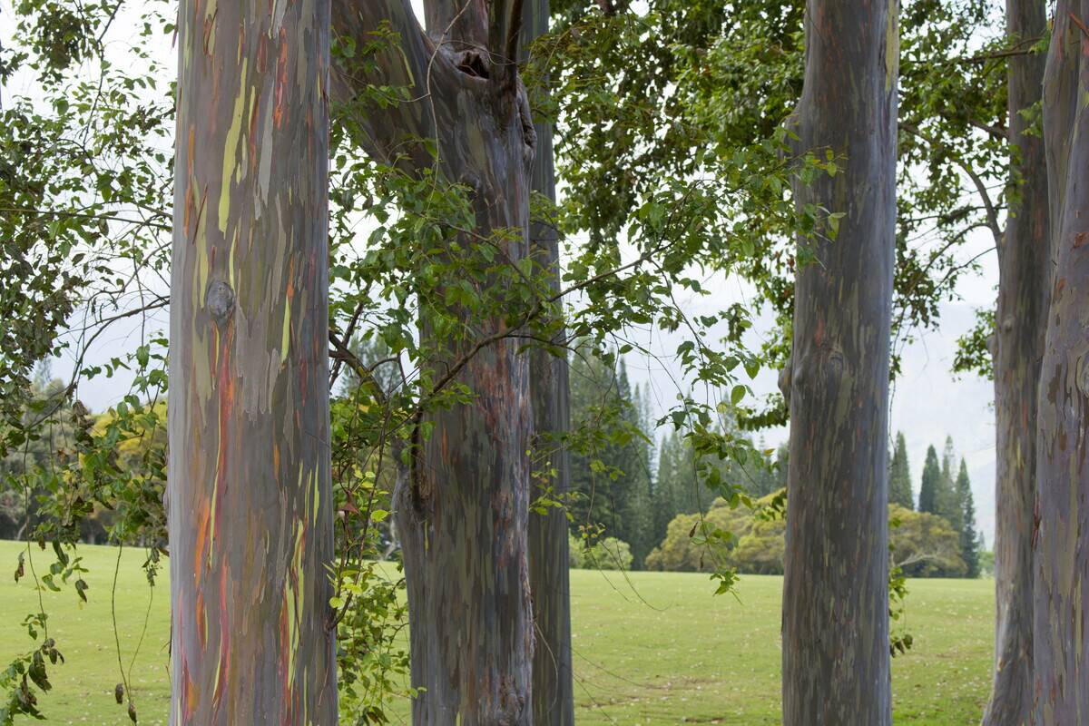 Eucalyptus deglupta trees, tall trees, commonly known as the...