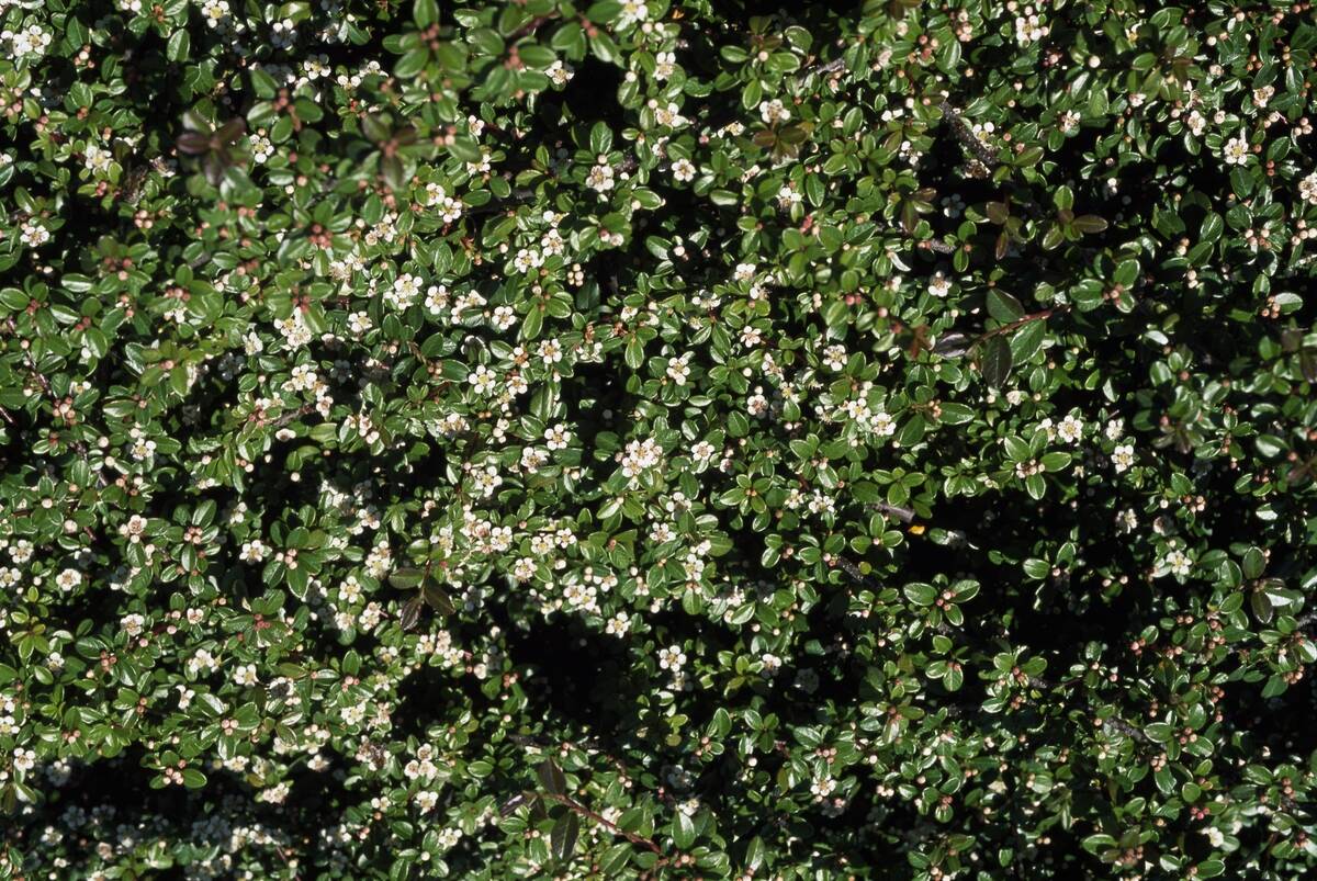 Japanese Holly, Aquifoliaceae