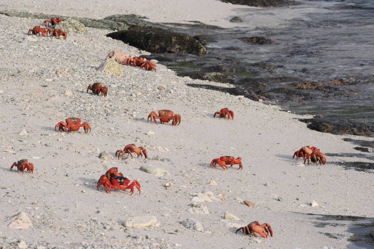 Red Crab Migration on Christmas Island