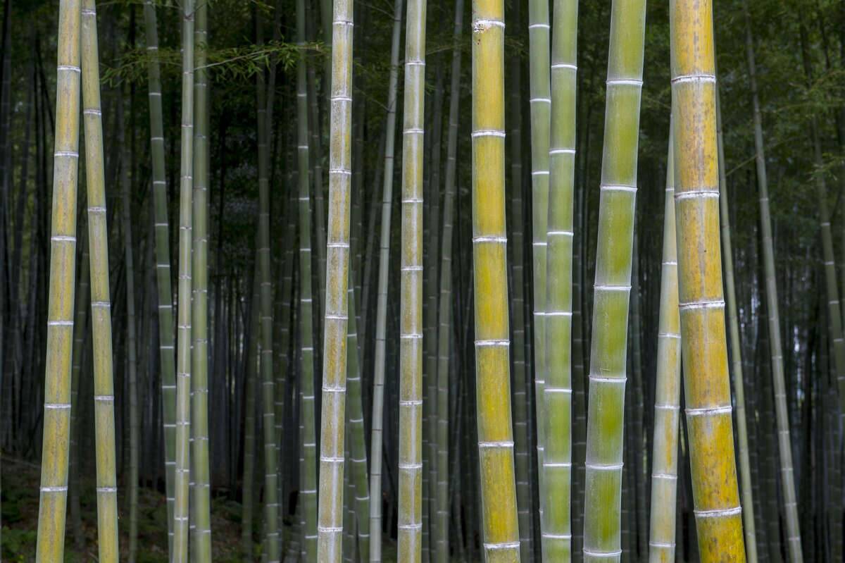 The Arashiyama bamboo grove (Moso bamboo) at the Tenryu-ji...