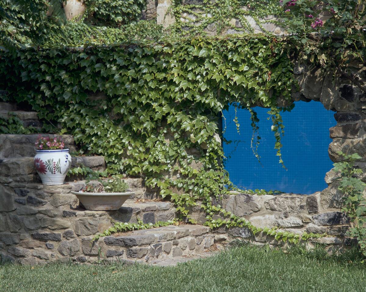 View of creepers growing alongside stone steps