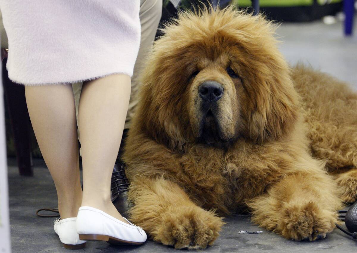Dog of the Tibetan Mastiff breed is seen during the Crystal...
