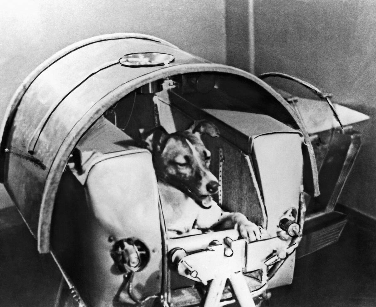 Laika, Russian Astro Dog