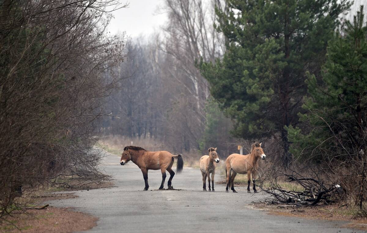UKRAINE-ENERGY-NUCLEAR-ACCIDENT-ANIMAL