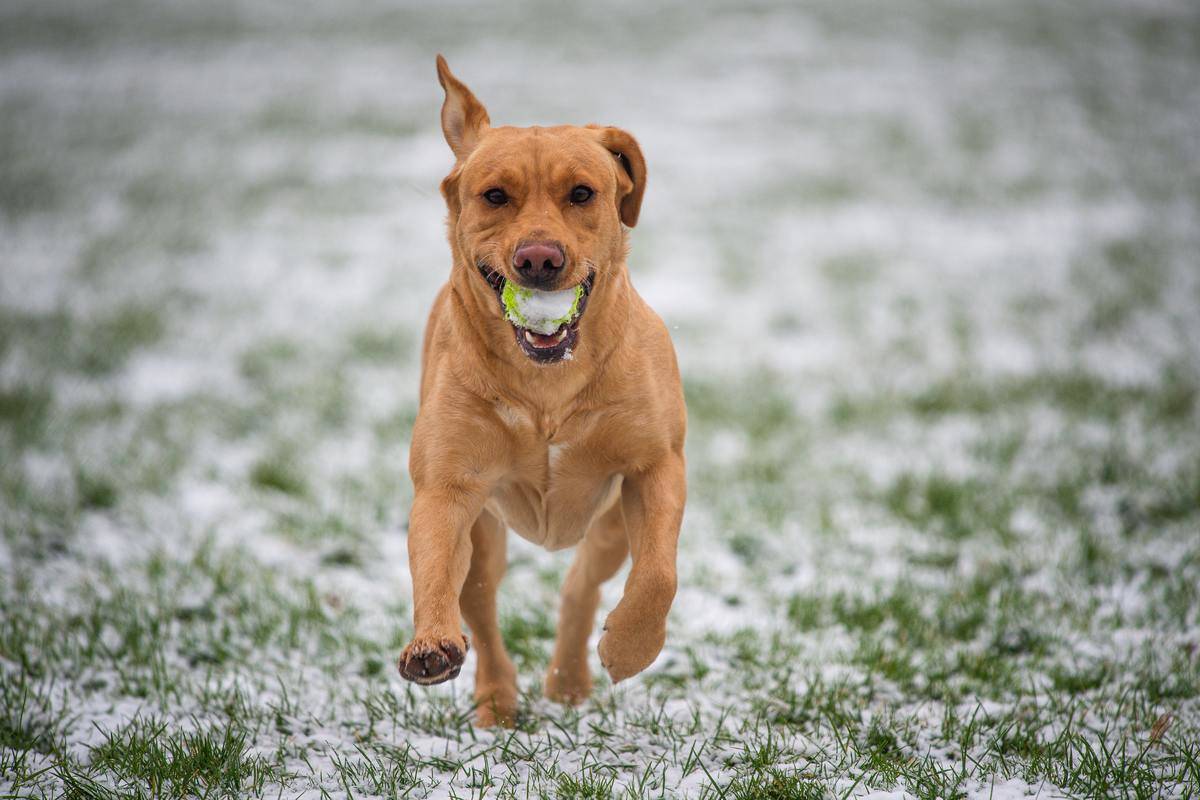 Picture of a dog
