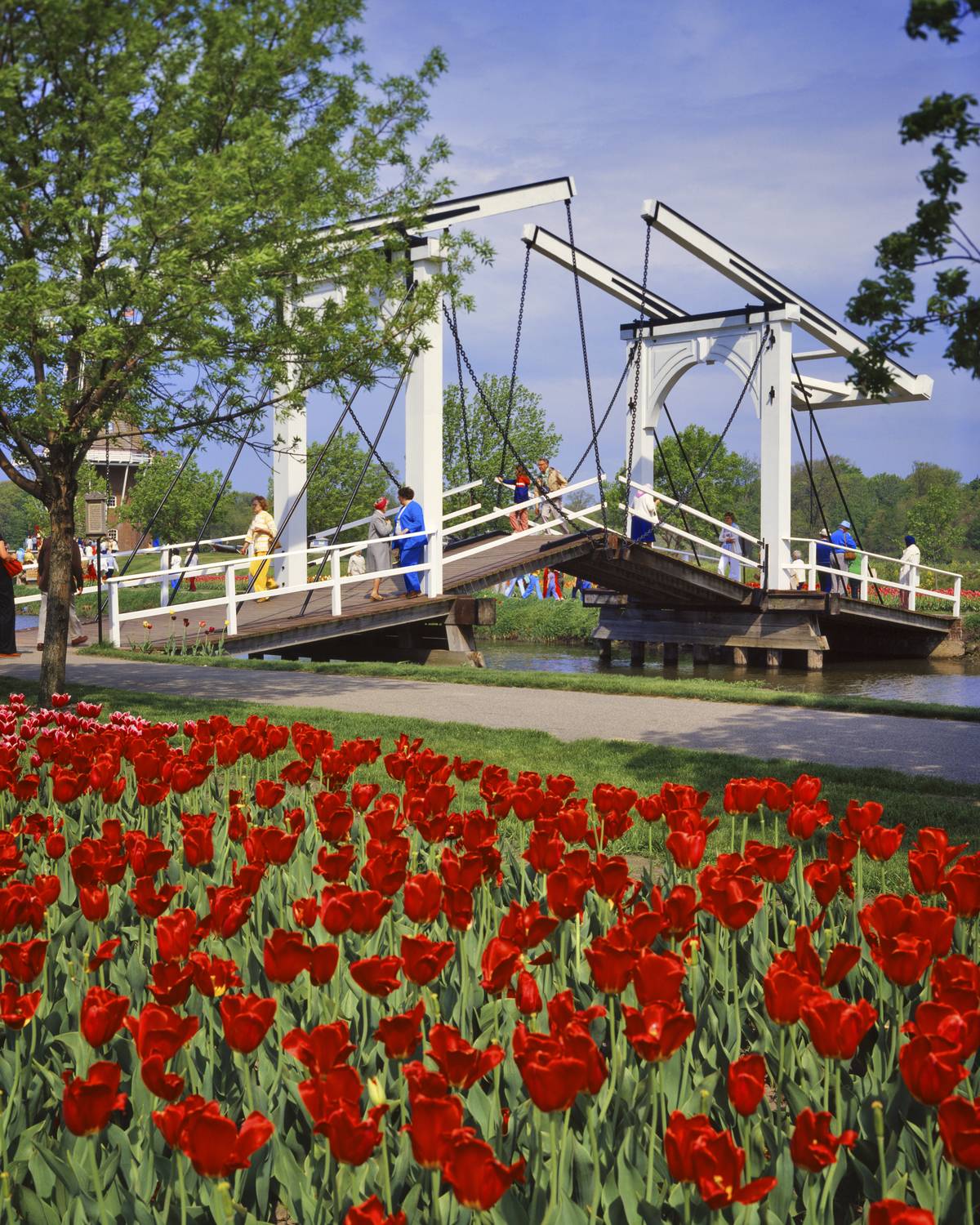 1970s PEDESTRIAN DRAWBRIDGE RED TULIPS REMINISCENT OF THOSE IN THE NETHERLANDS THIS ONE ON WINDMILL ISLAND HOLLAND MICHIGAN USA
