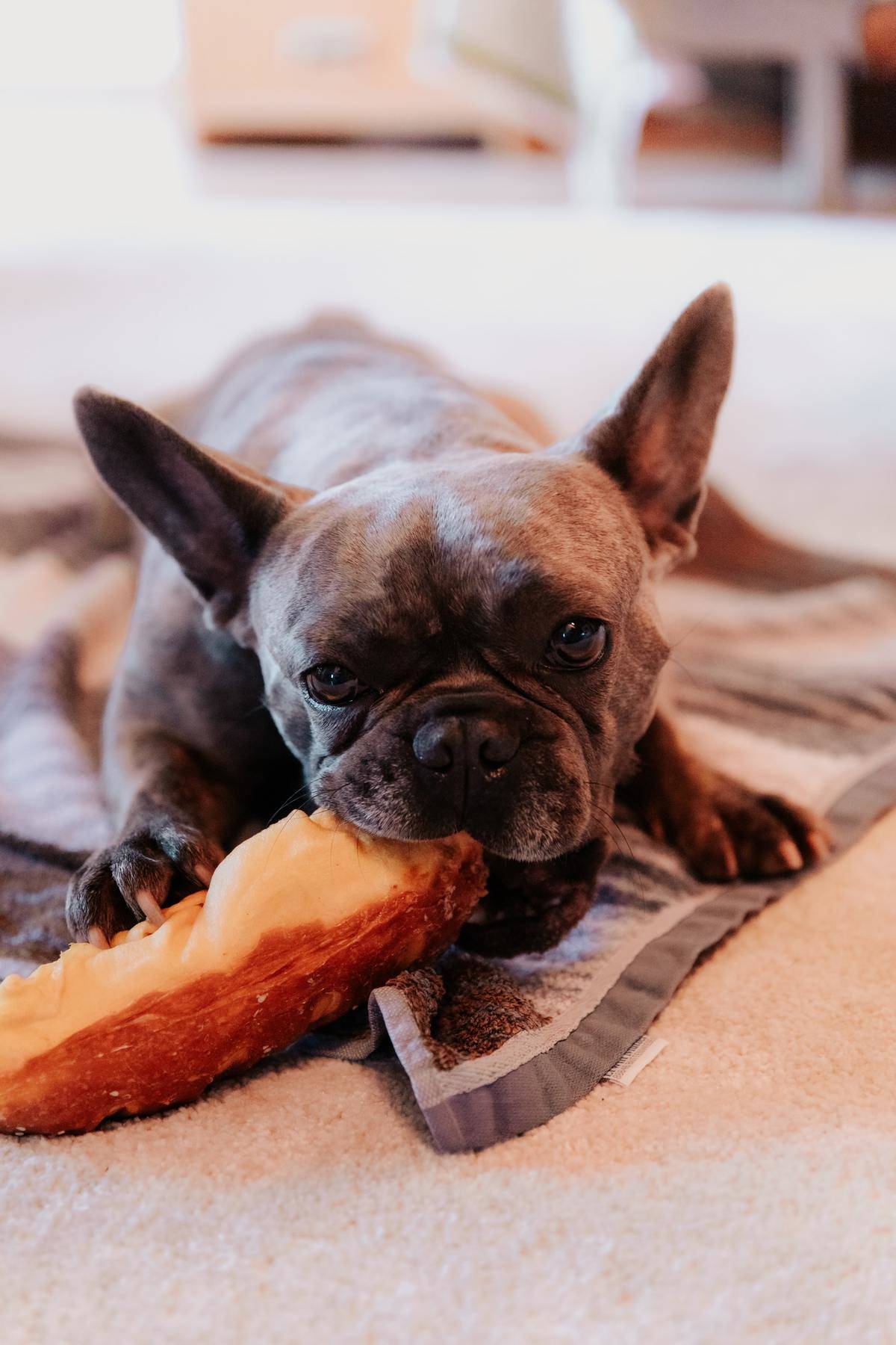 Picture of a dog