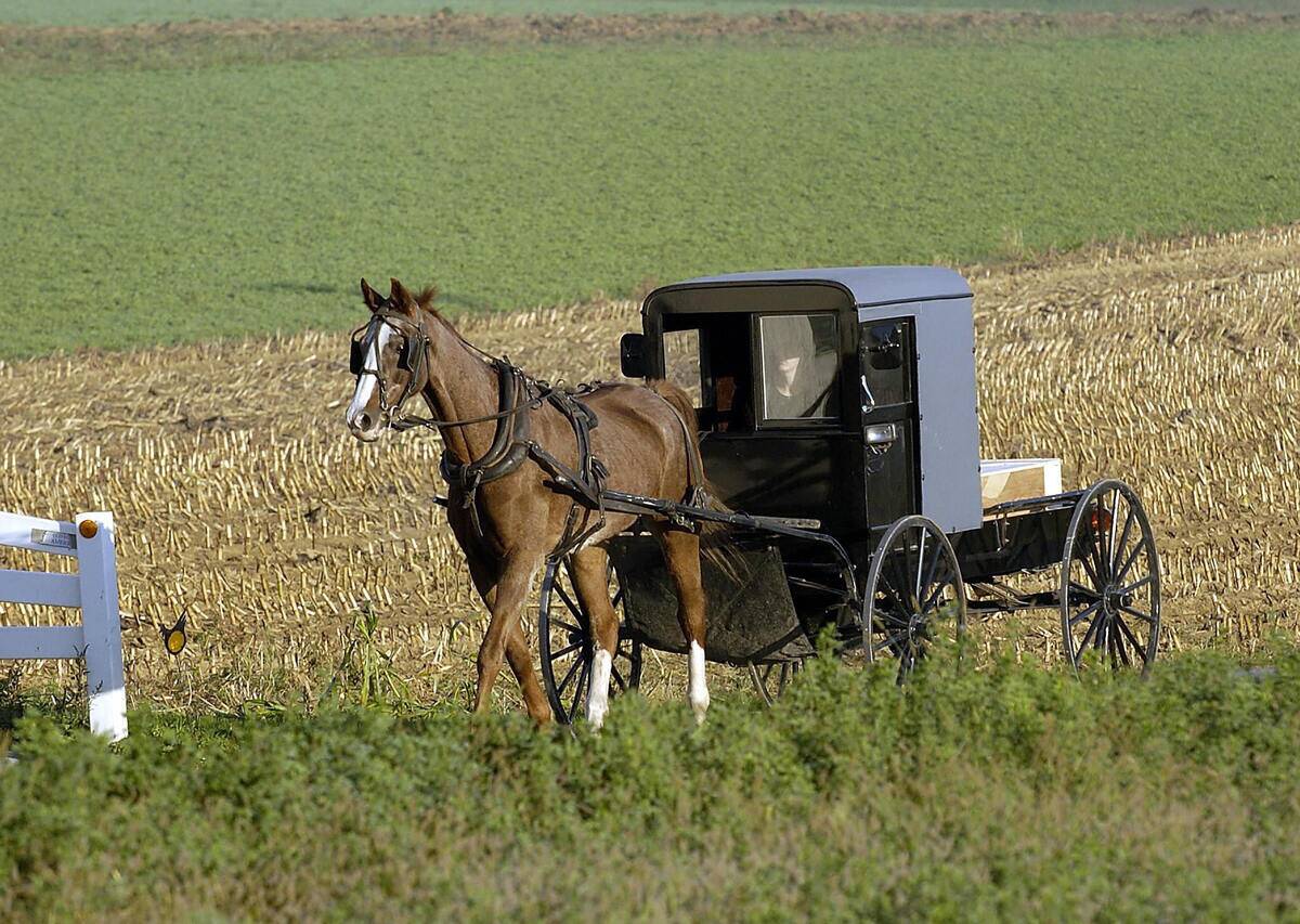 Amish drive a horse-drawn buggy on a sma