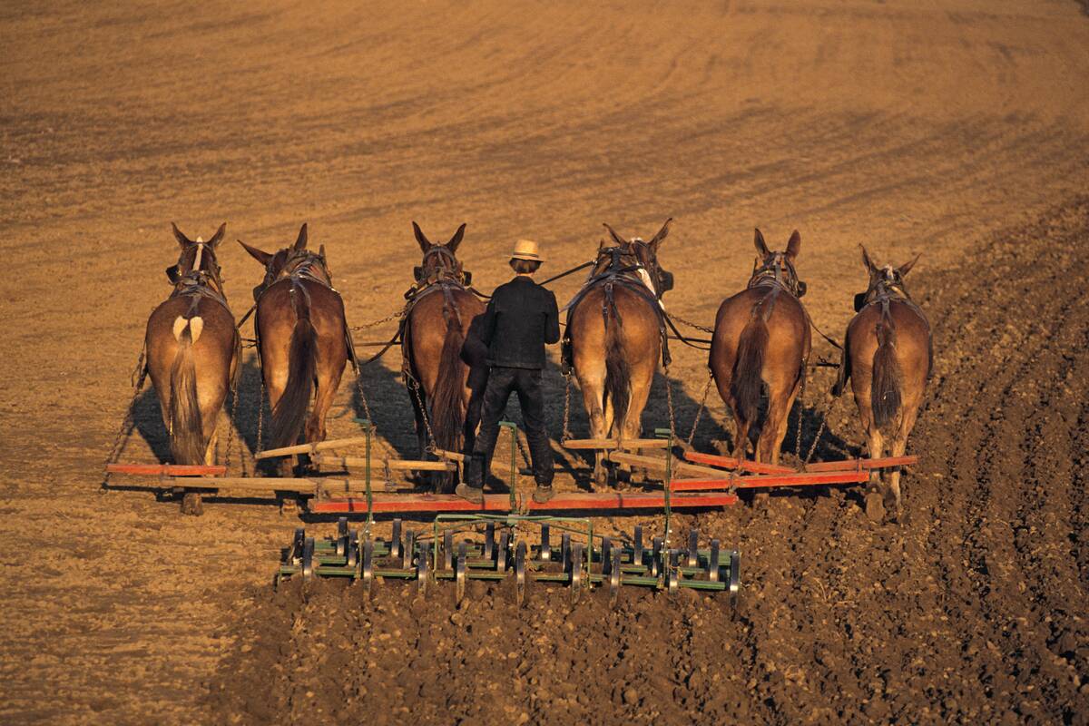 AMISH FARMER CULTIVATING...