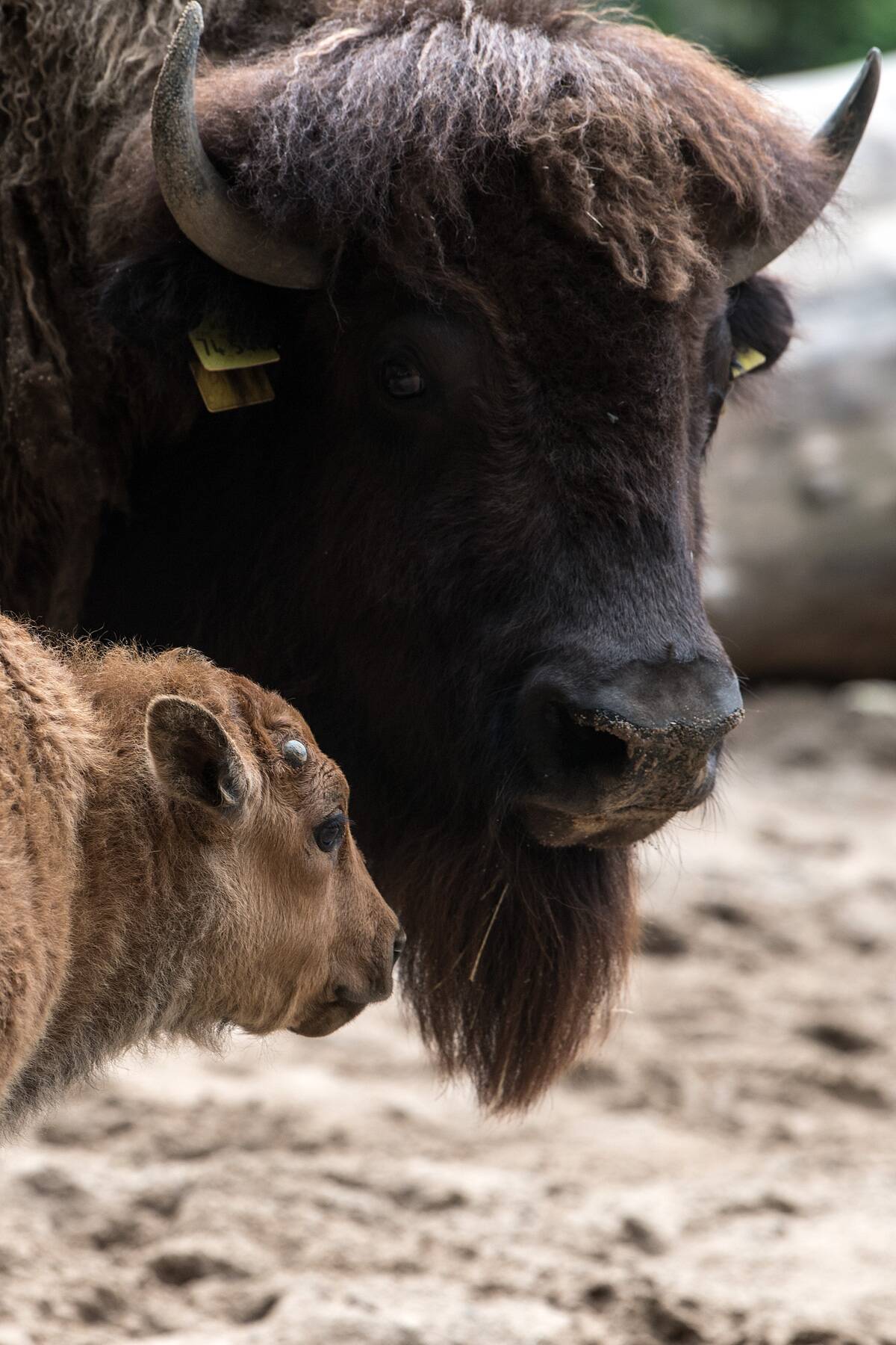 Bison offspring