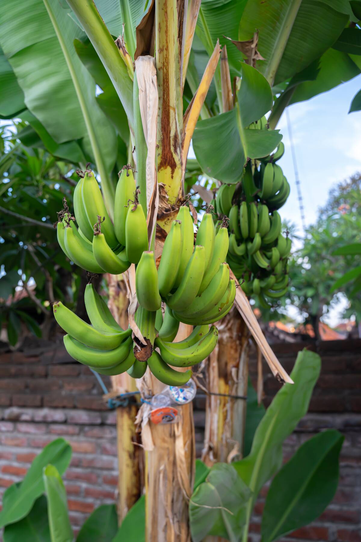 Denpasar, Bali, Indonesia, Asia