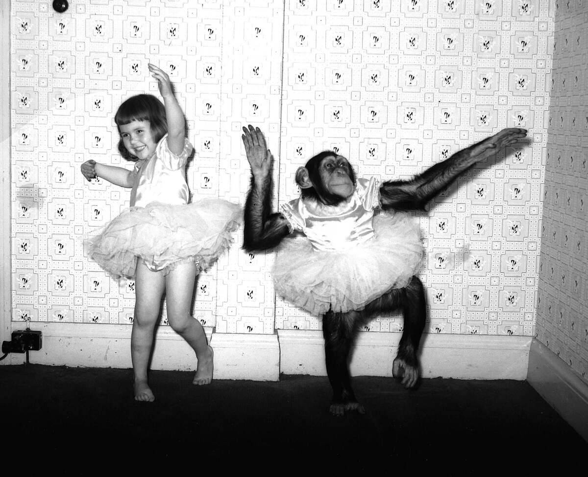 Girl dances with a chimpanzee
