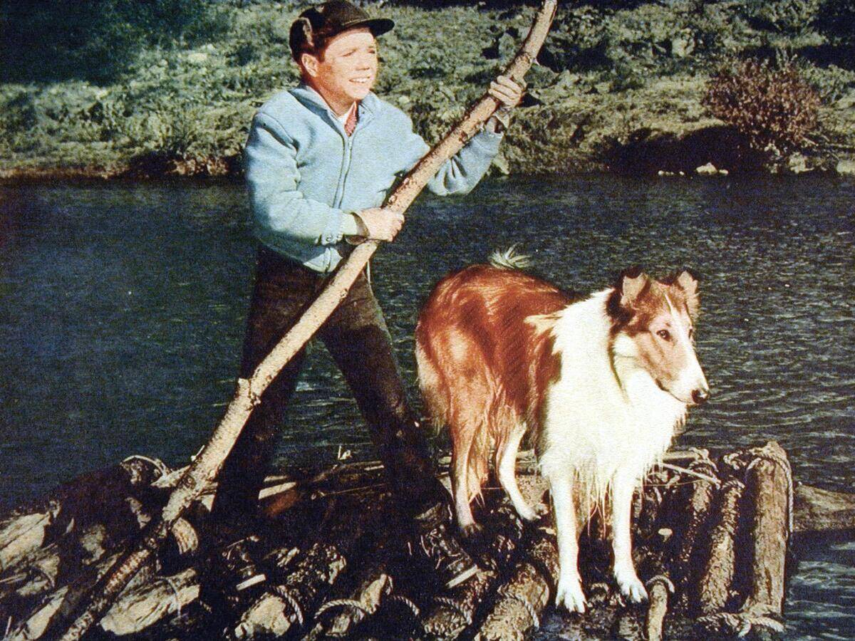 Lassies Groesstes Abenteuer, 1960Er, 1960S, Collie, Film, Hund, Lassie, Lassie'S Great Adventure, Boy And Dog, Dog