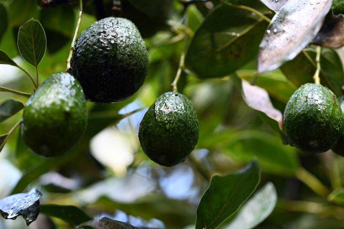 MEXICO-AGRICULTURE-AVOCADO