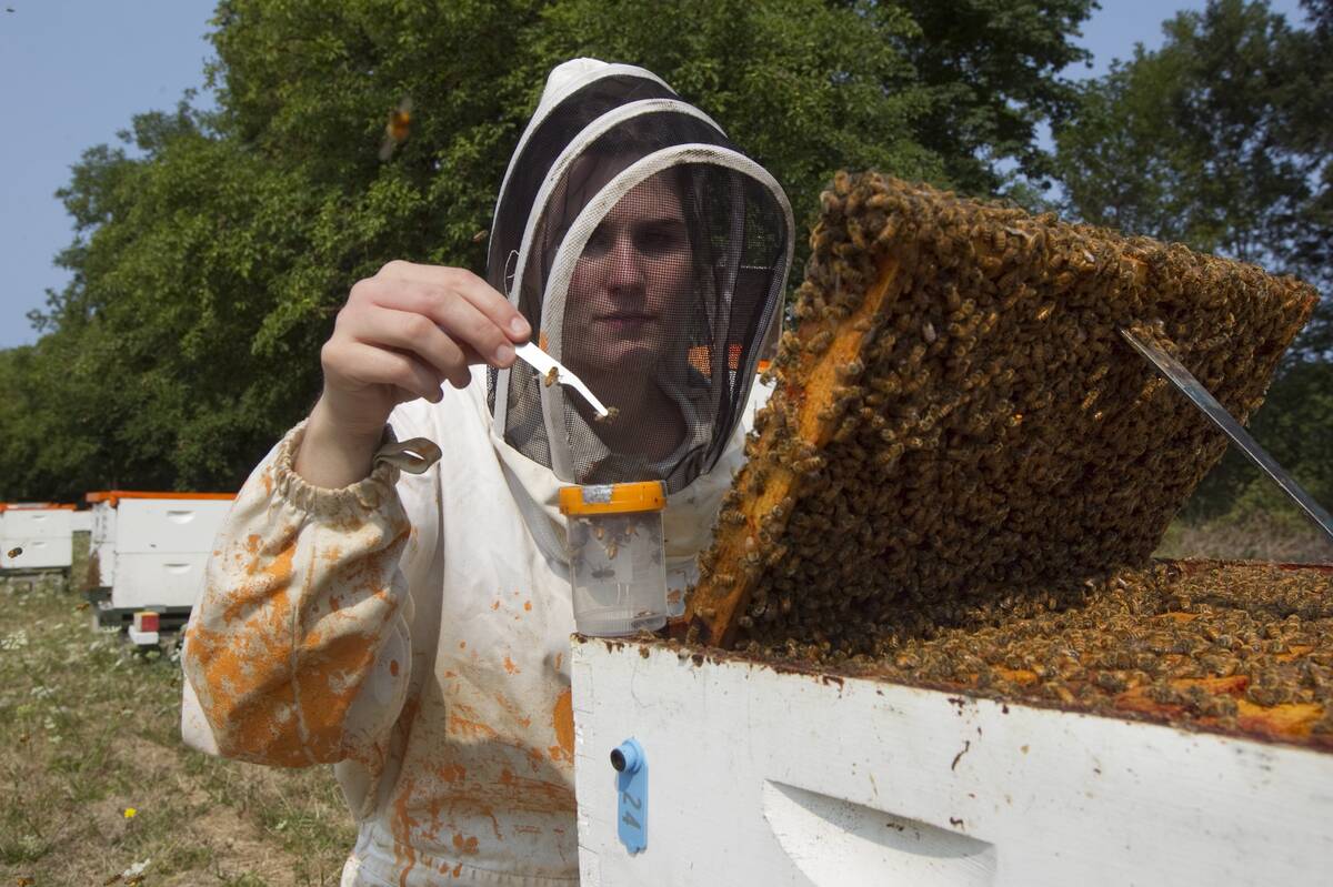 Oregon State University Honey Bee Lab Studies Colony Collapse Disorder