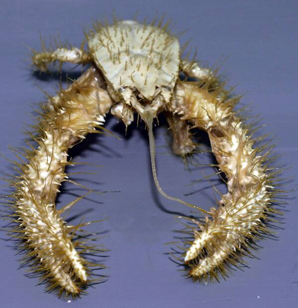 Yeti_crab