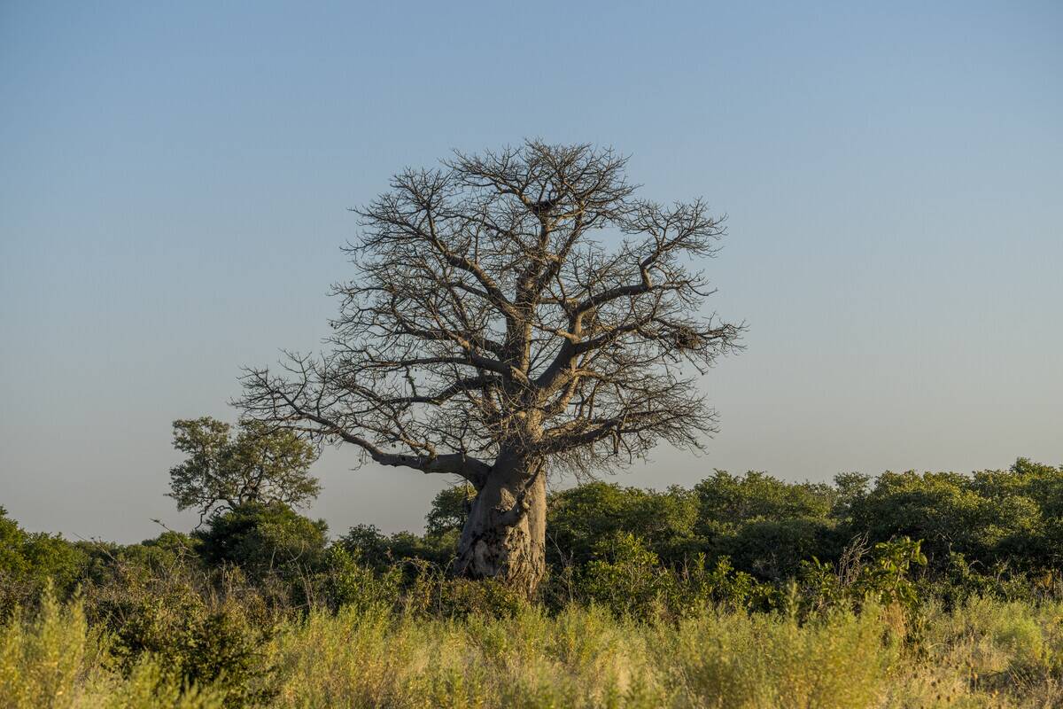 A baobab tree in the Savuti area in Chobe National Park,...