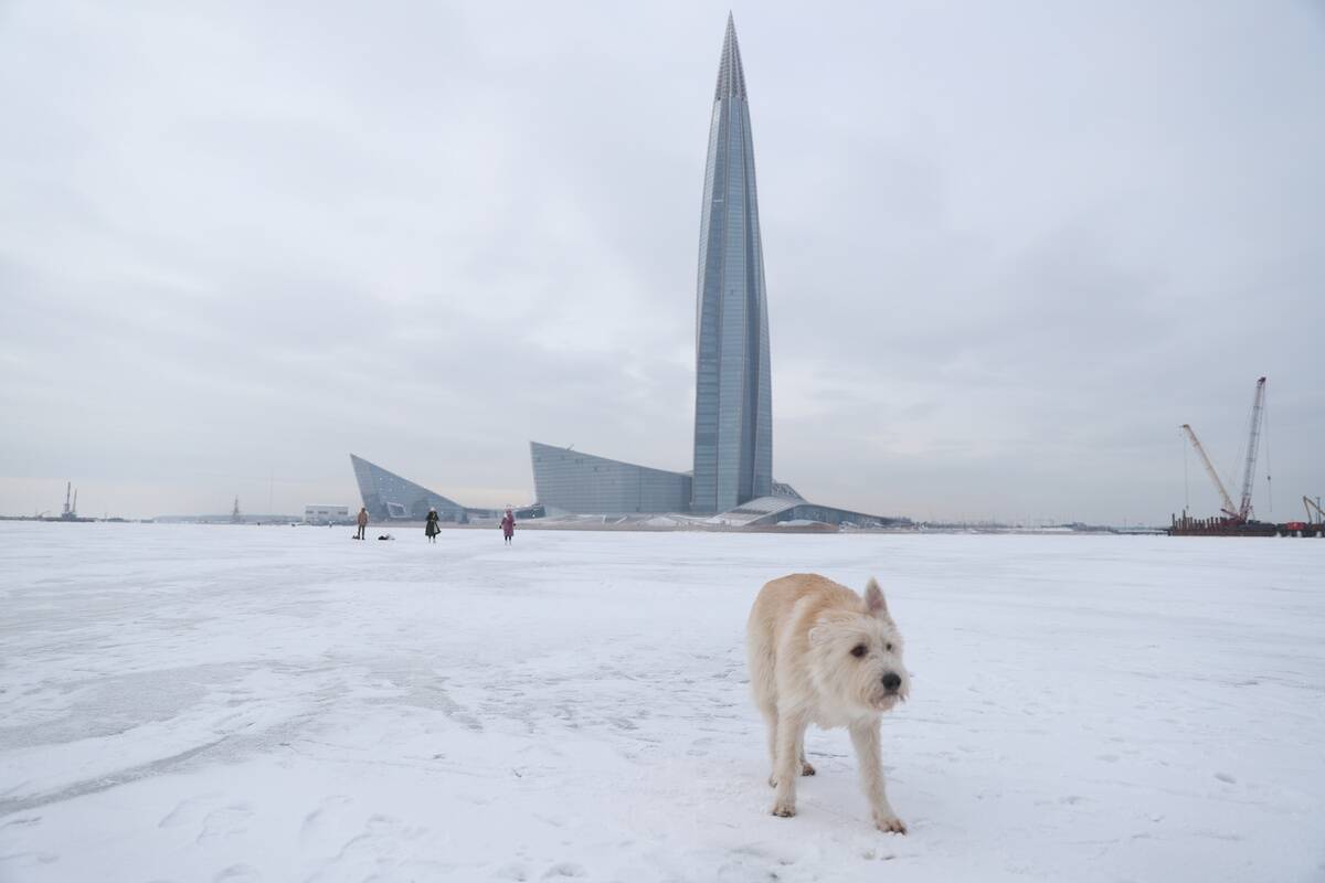 A dog is seen on the ice at the frozen Finnish Gulf with a...